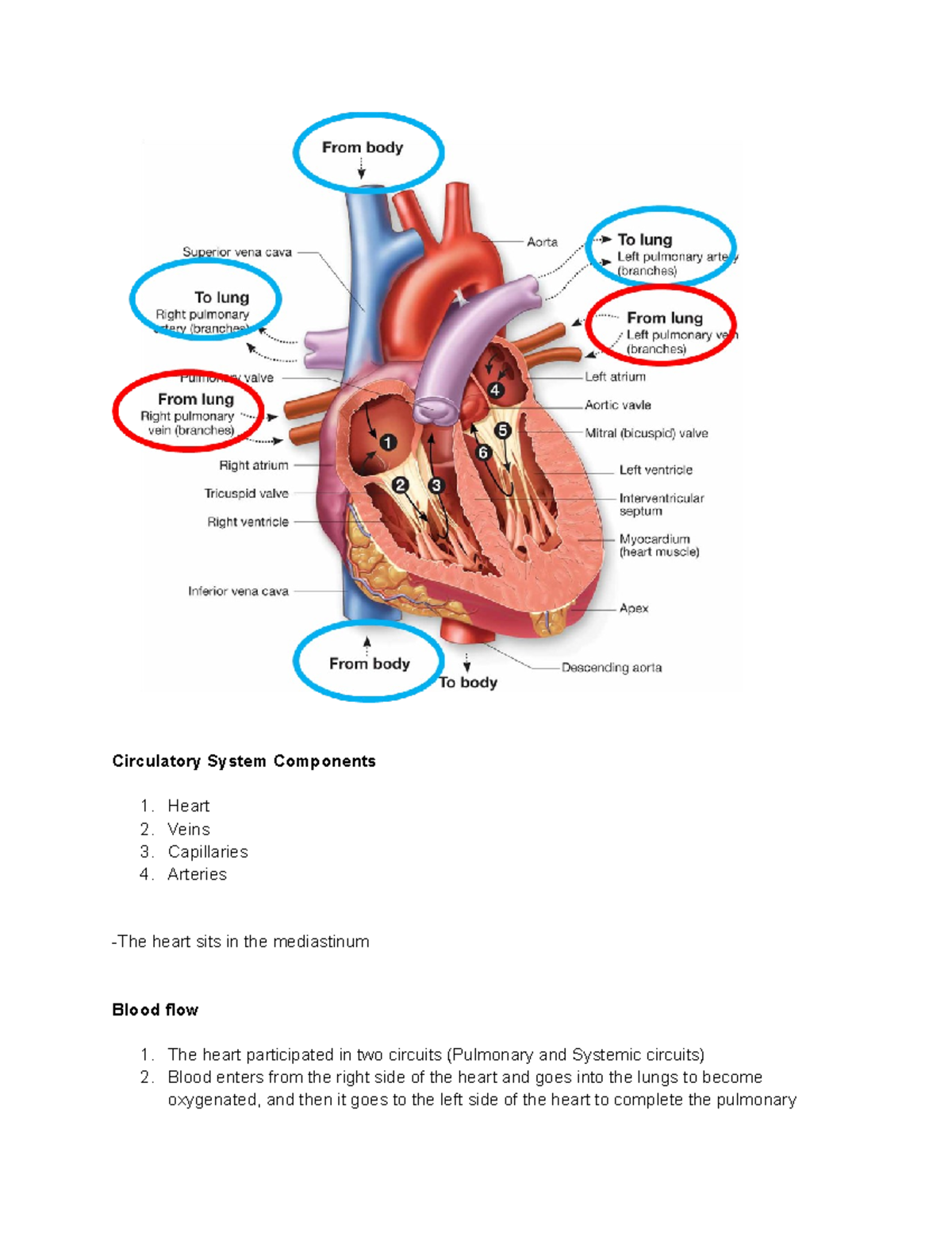 Cardiovascular System - Circulatory System Components Heart Veins ...