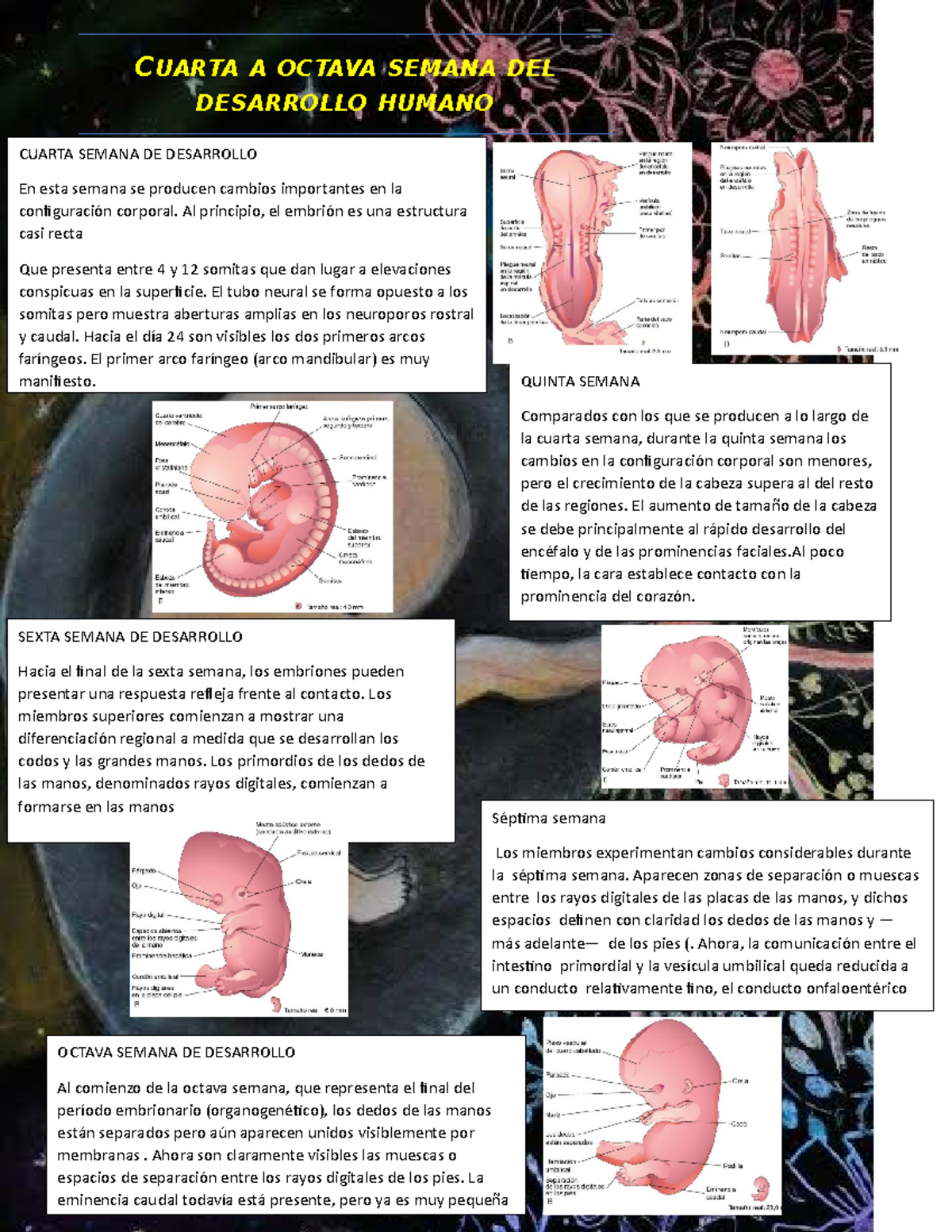 Cuarta A Octava Semana DEL Desarrollo Humano - OCTAVA SEMANA DE ...