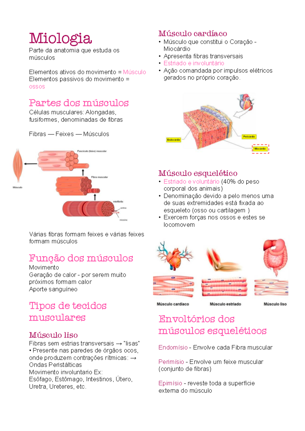 Miologia veterinaria - Miologia Parte da anatomia que estuda os ...