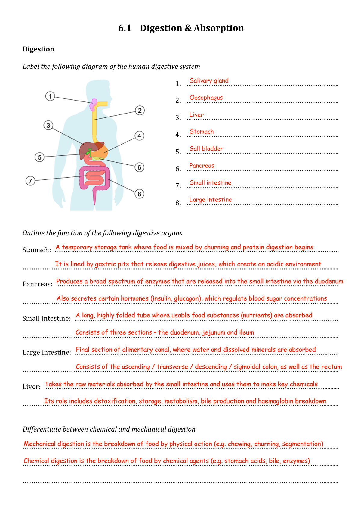 Topic 6.1 worksheet (answers) - 6 Digestion & Absorption Digestion ...