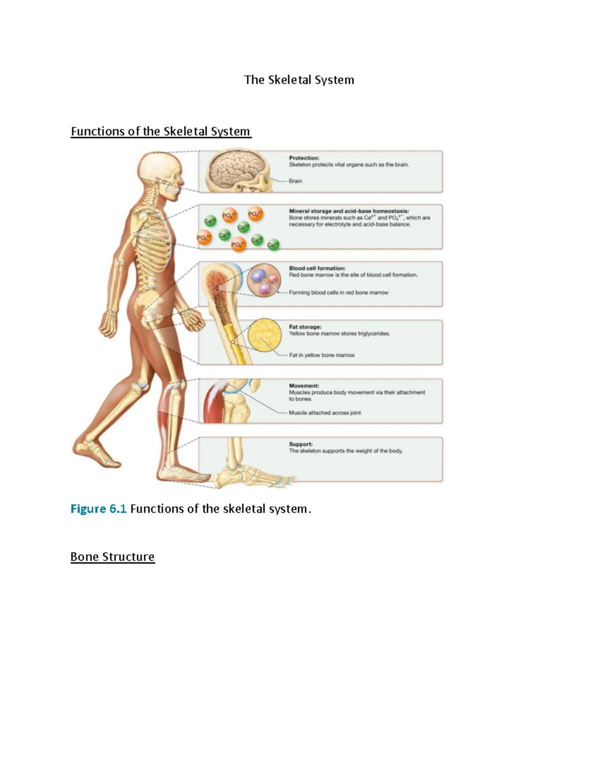 The Skeletal system - The Skeletal System Functions of the Skeletal ...