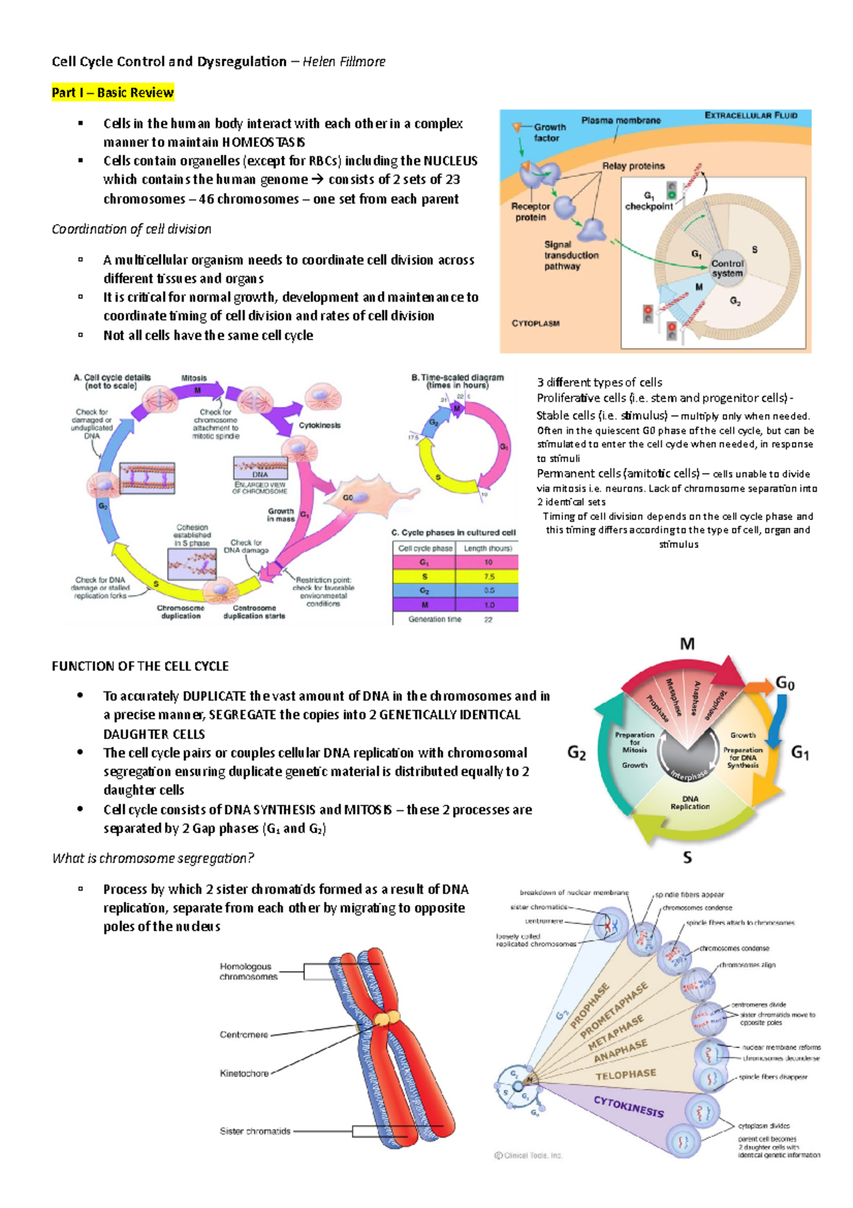 3. Cell Cycle Control - includes diagrams - Cell Cycle Control and ...