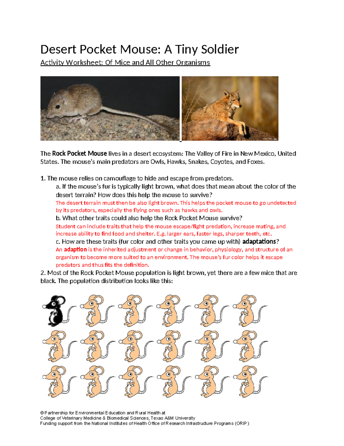 KEY Desert Pocket Mouse Worksheet - Desert Pocket Mouse: A Tiny Soldier ...