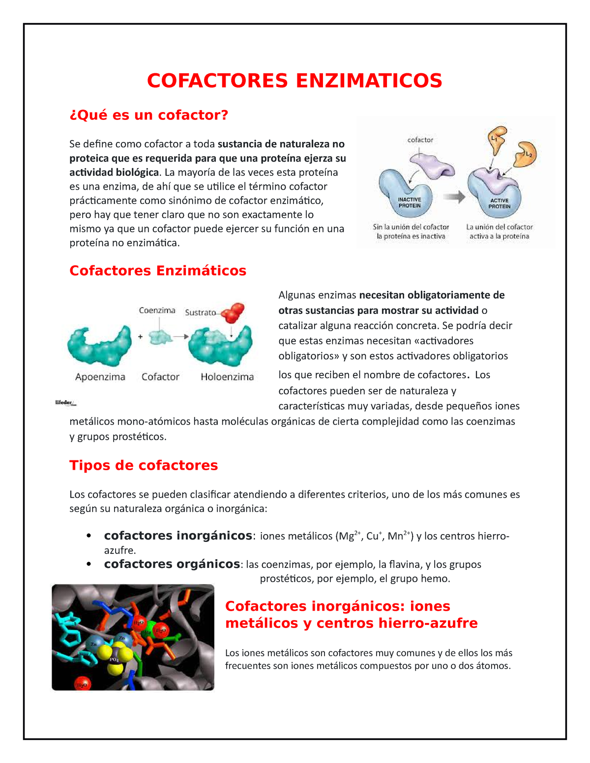 Cofactores Enzimaticos Daniela Rocha - COFACTORES ENZIMATICOS ¿Qué es ...