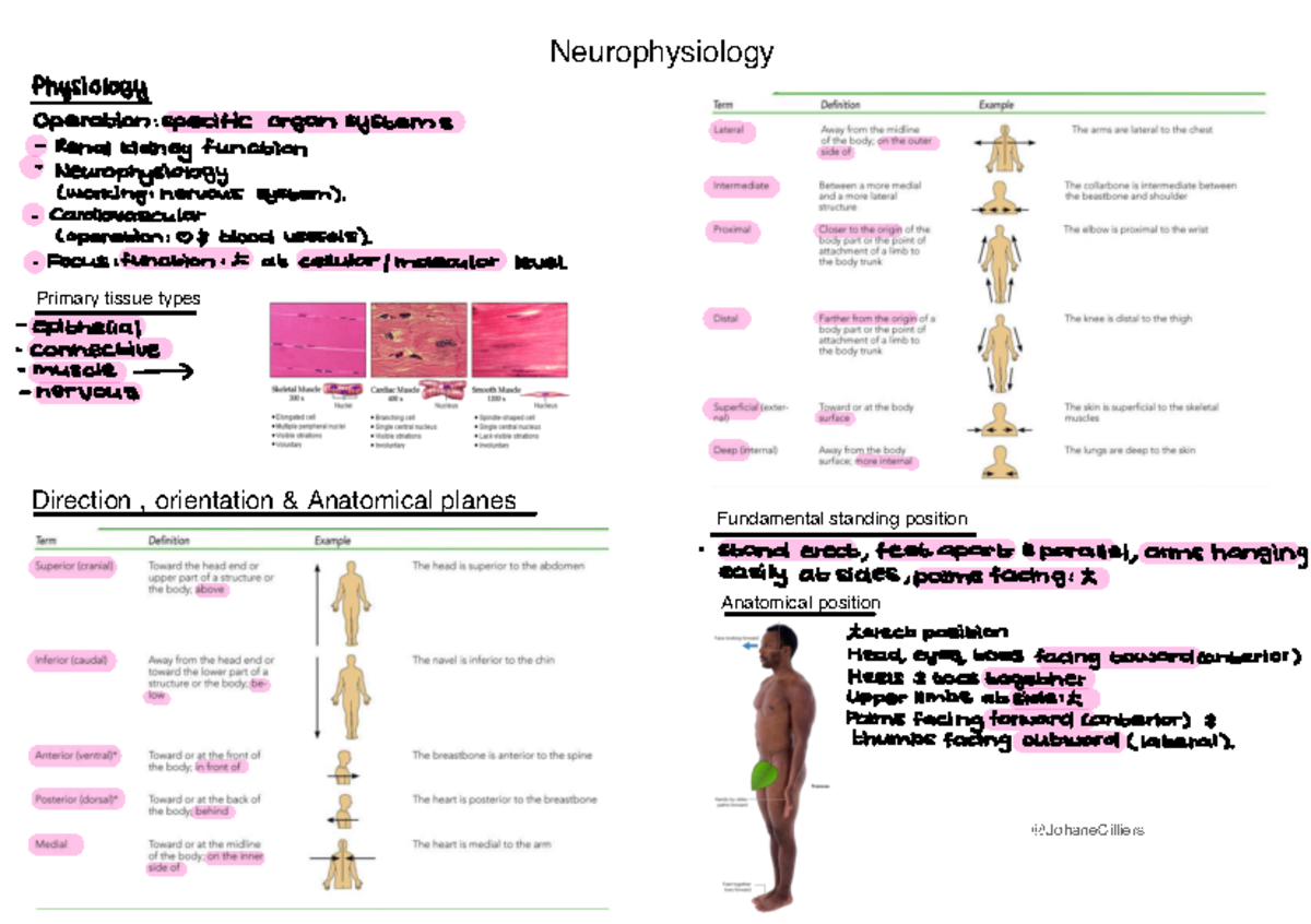 Summary A - simple notes for neurophysiology - Neurophysiology Primary ...