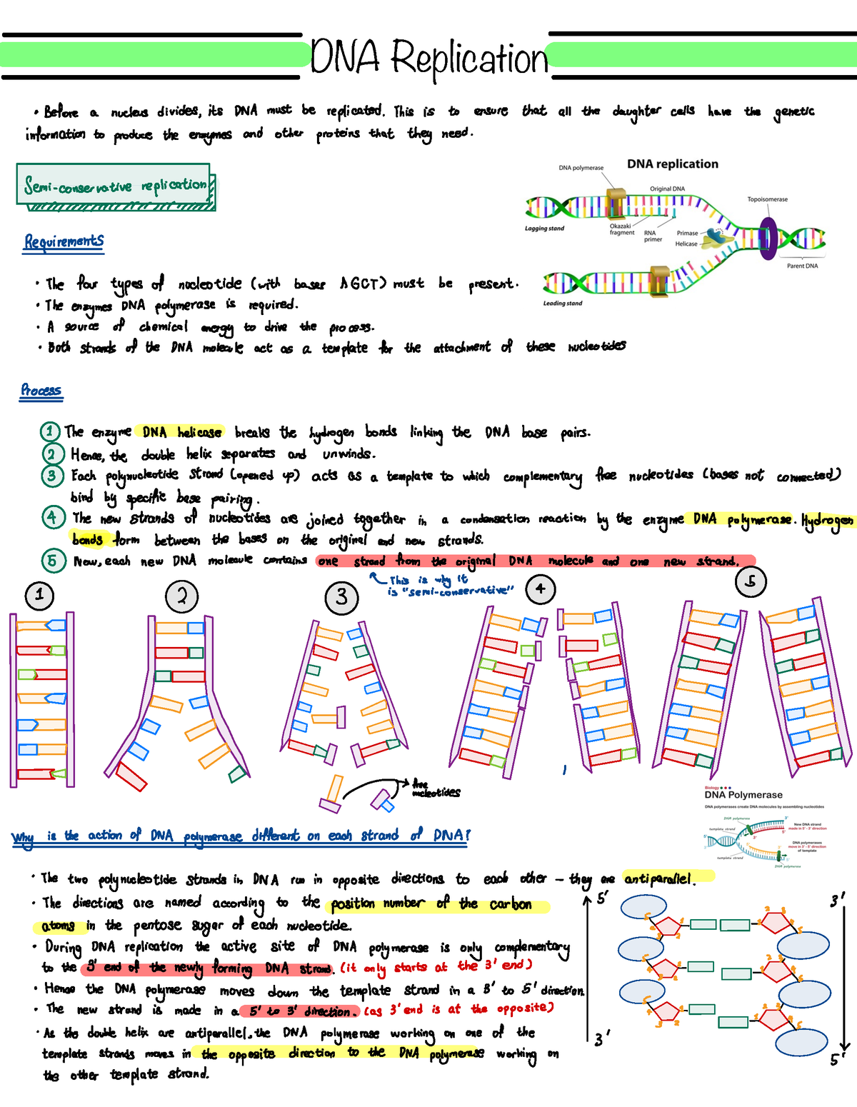 DNA Replication Notes - DNA Replication Before A Nucleus Divides , Its ...