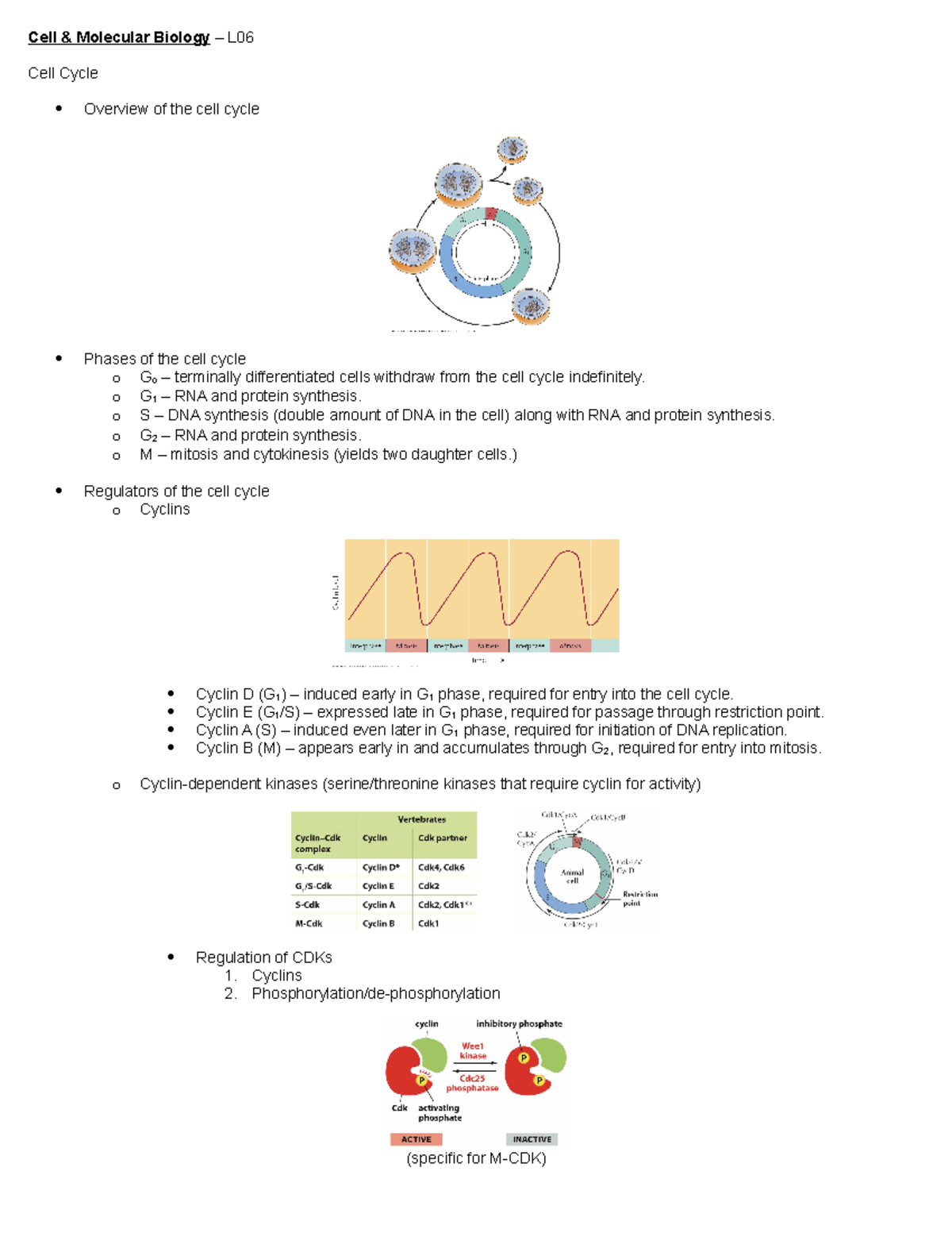 CMB - L06 - Lecture notes 6 - Cell & Molecular Biology – L Cell Cycle ...