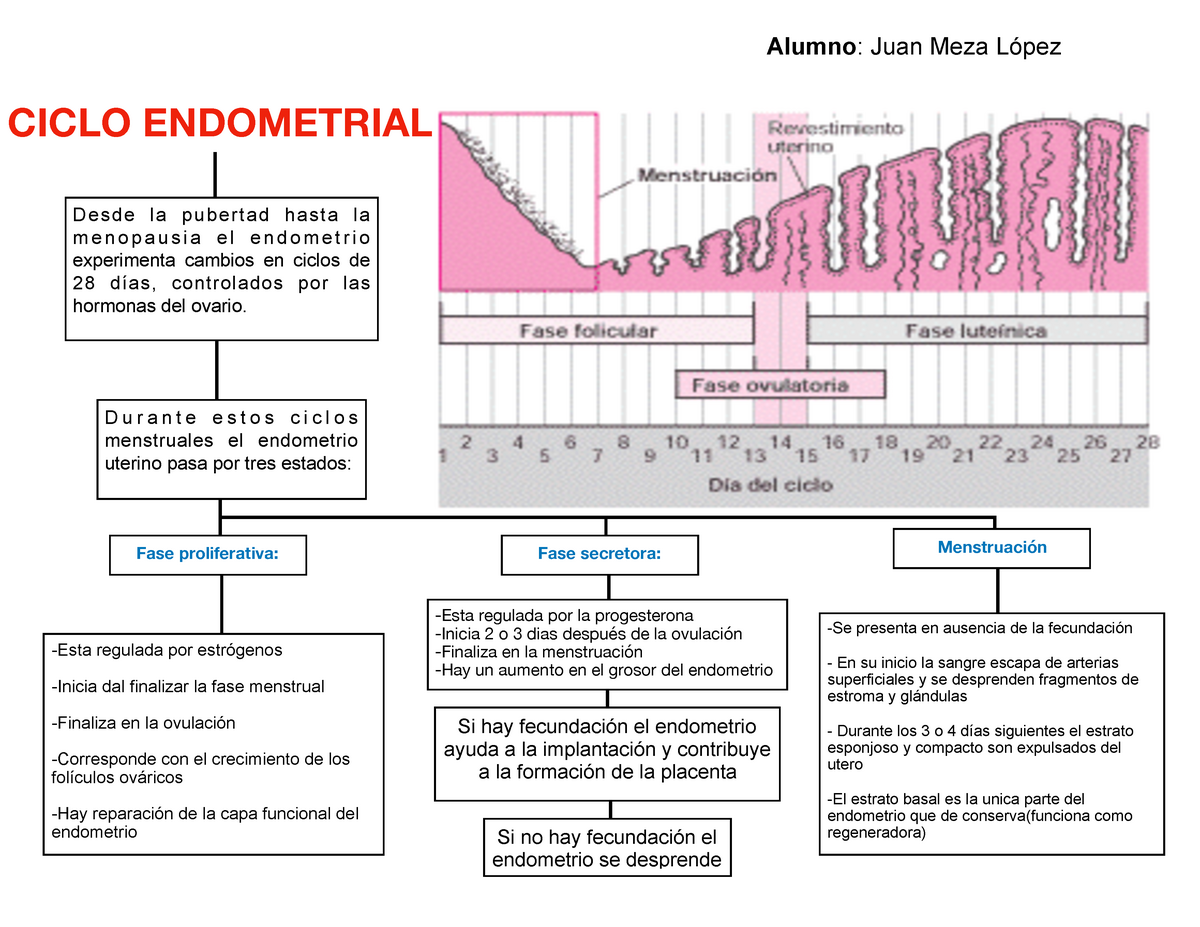 Ciclo Endometrial Apuntes 1 Alumno Juan Meza López Ciclo Endometrial Desde La Pubertad 4617