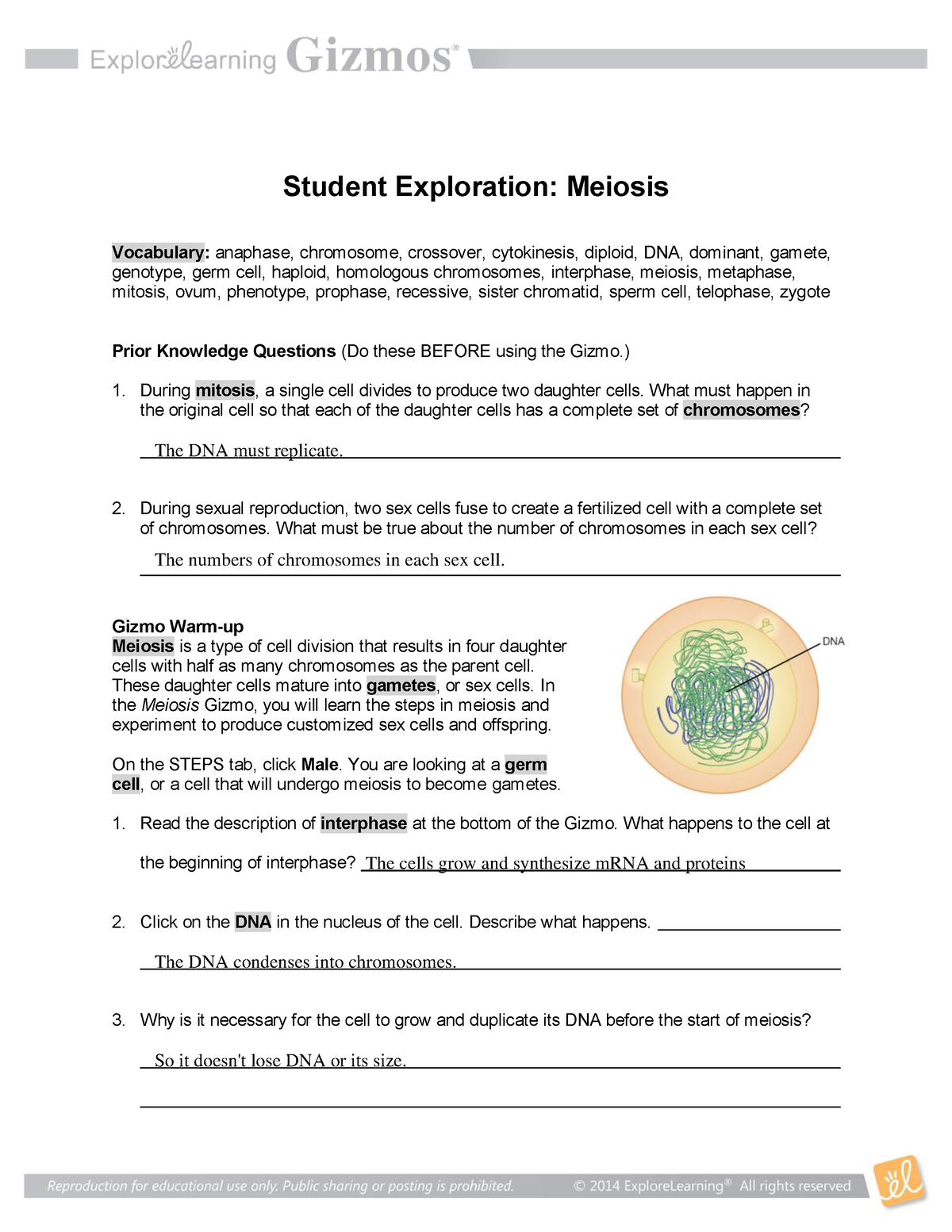 Meiosis Worksheet (20) - Name: Date: Student Exploration: Meiosis Within Meiosis Matching Worksheet Answer Key