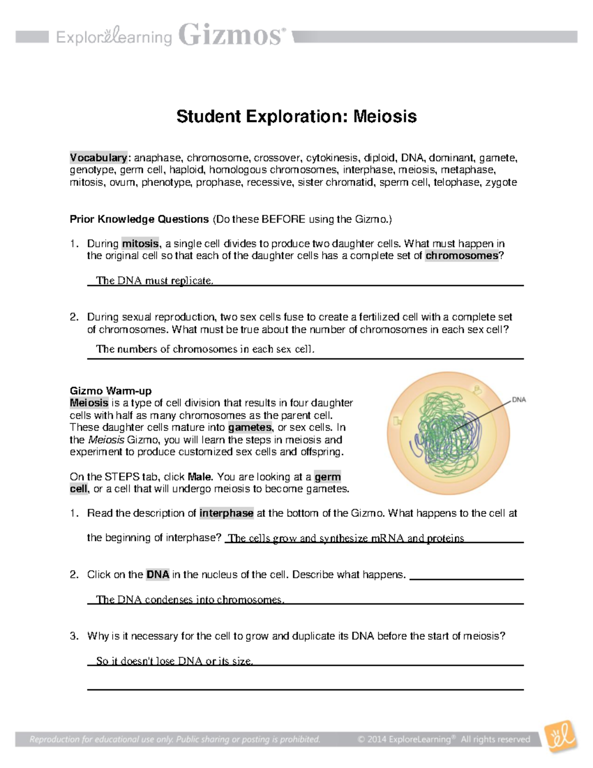 Meiosis Worksheet (22) - Name: Date: Student Exploration: Meiosis In Meiosis Matching Worksheet Answer Key