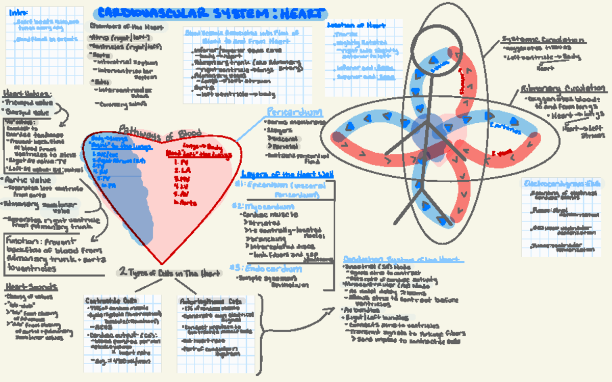 Cardiovascular System: Heart - Intro: CARDIOVASCULAR SYSTEM : HEART ...