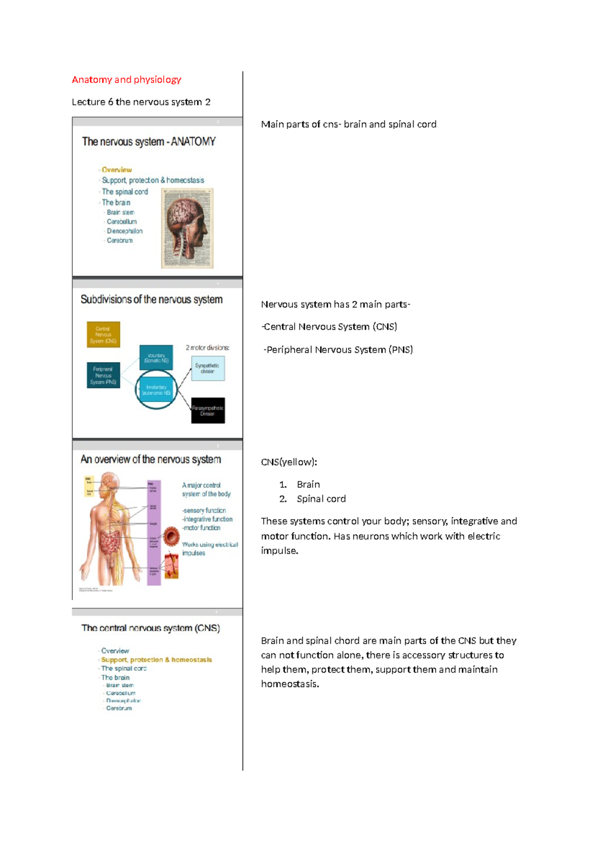 Lecture 6 - the nervous system 2 - Brain 2. Spinal cord These systems ...