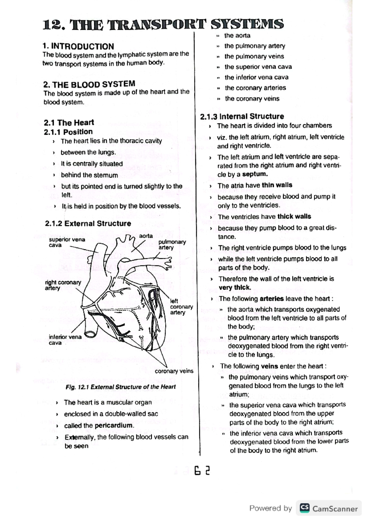 The Transport System In Mammals The Transport Systems The Aorta