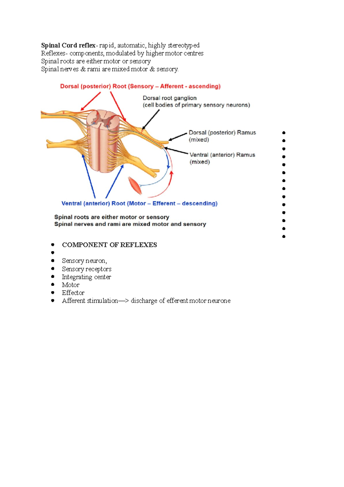 Spinal Cord reflex - COMPONENT OF REFLEXES Sensory neuron, - Studocu