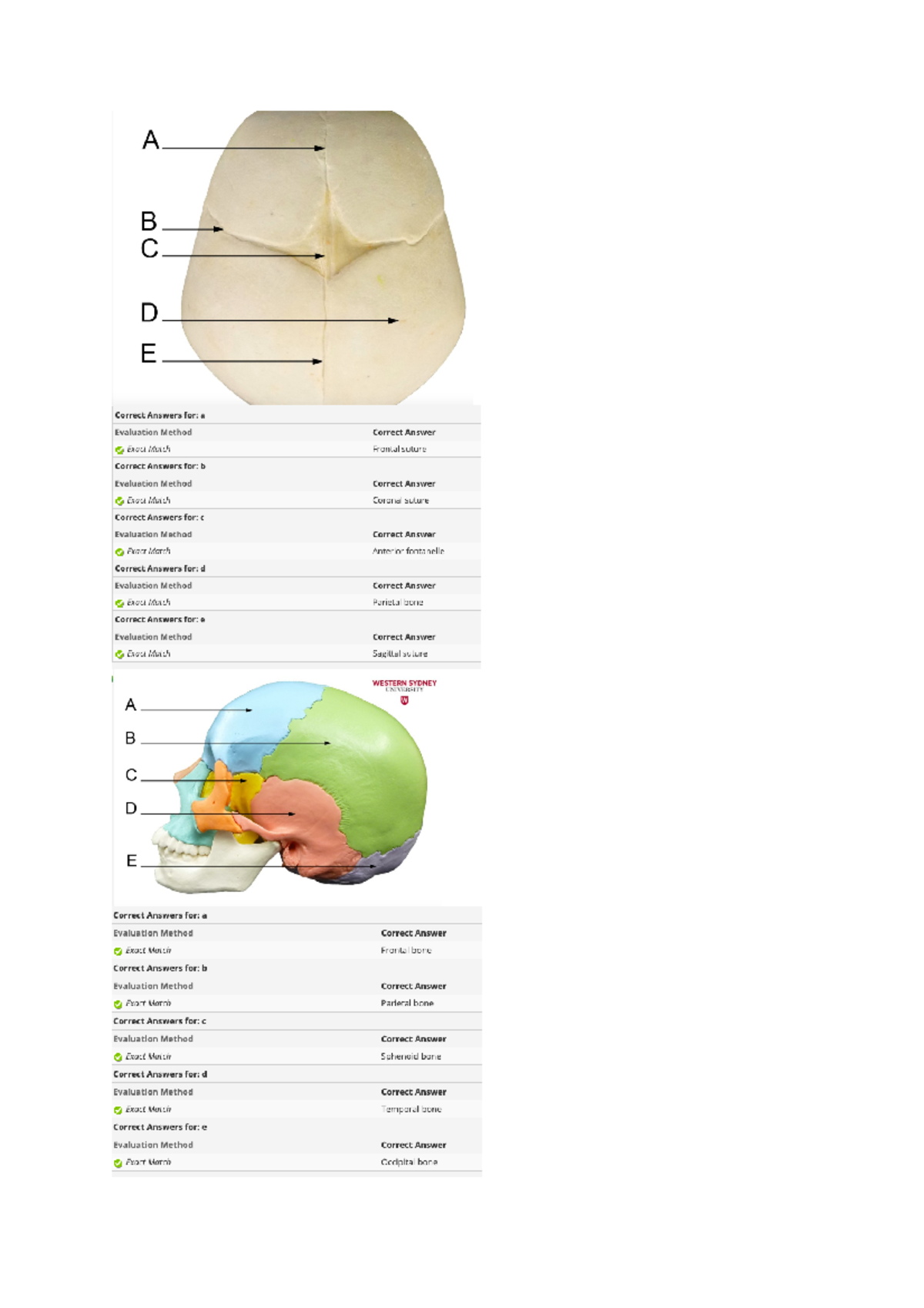 Anatomy of head and neck exam 1 - 300750 - Studocu