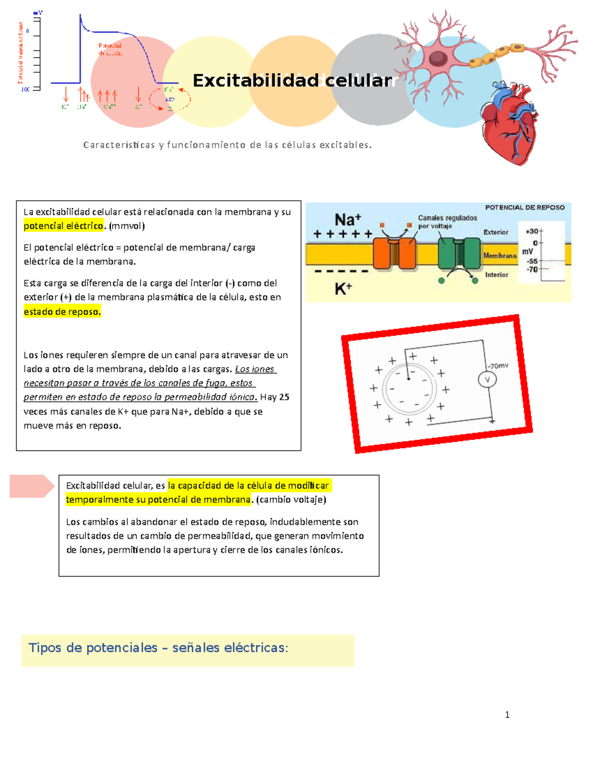 Excitabilidad celular Características y funcionamiento de las células