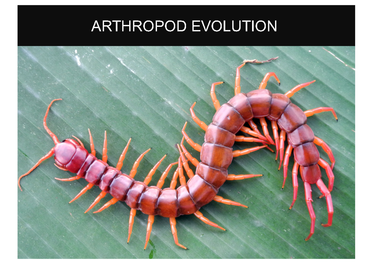 Lecture 1 arthropods Oct 2022 - ARTHROPOD EVOLUTION Grimaldi & Engel ...