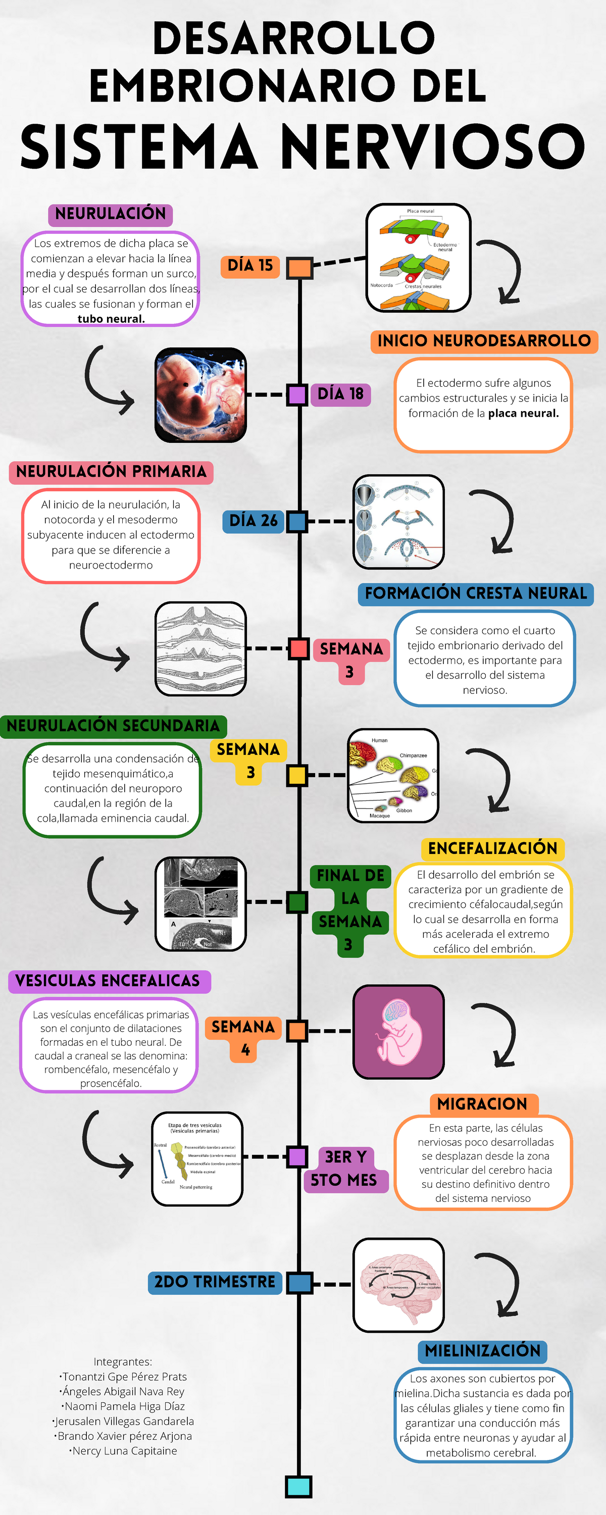 Línea del tiempo 1 - trabajos - DESARROLLO EMBRIONARIO DEL NEURULACIÓN ...