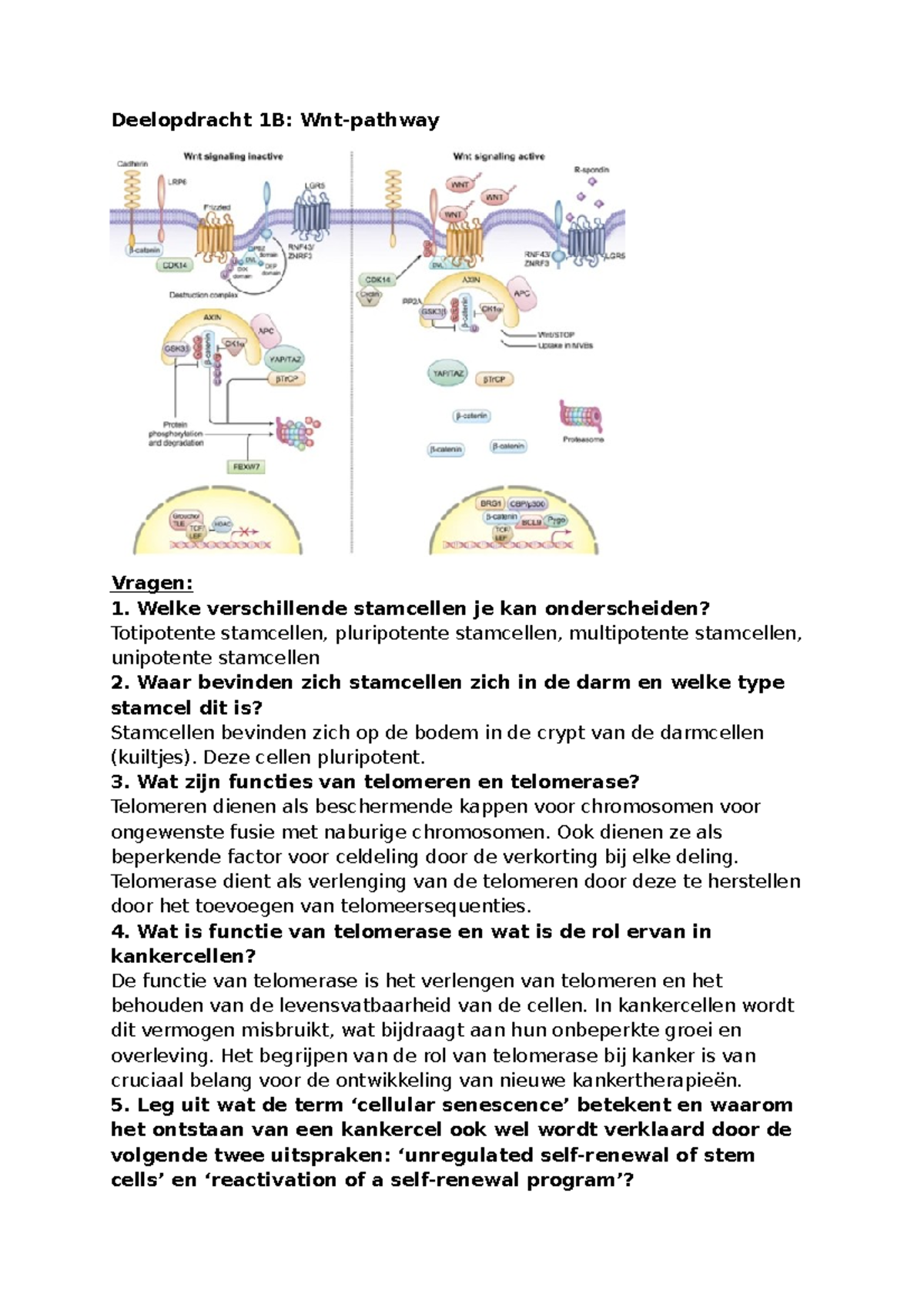 Werkgroep Introductie + 3A Uitwerkingen - Deelopdracht 1B: Wnt-pathway ...