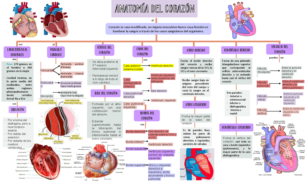 Mapa Conceptual Generalidades De La Anatomía Del Corazón