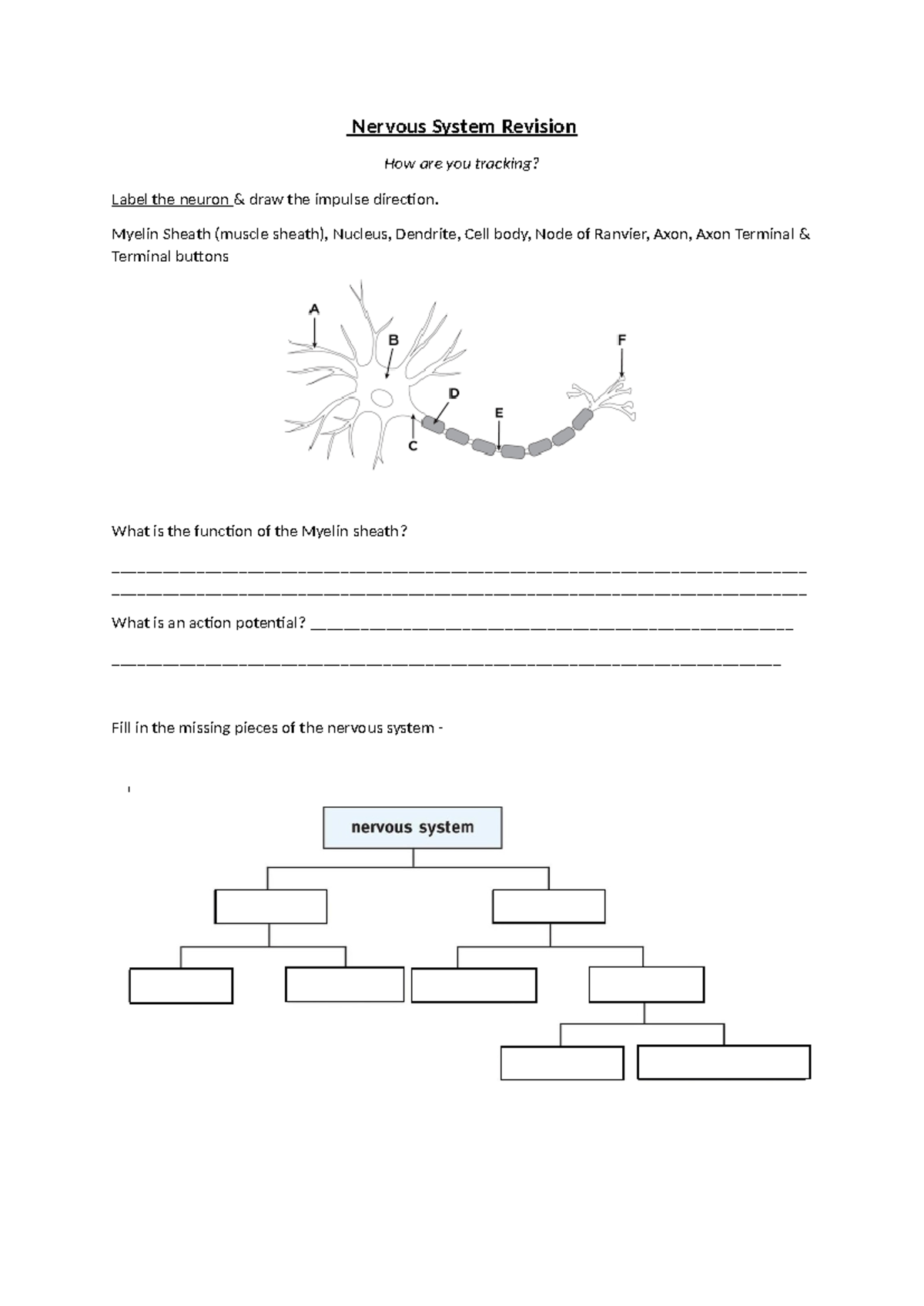 Nervous System Revision - Myelin Sheath (muscle sheath), Nucleus ...