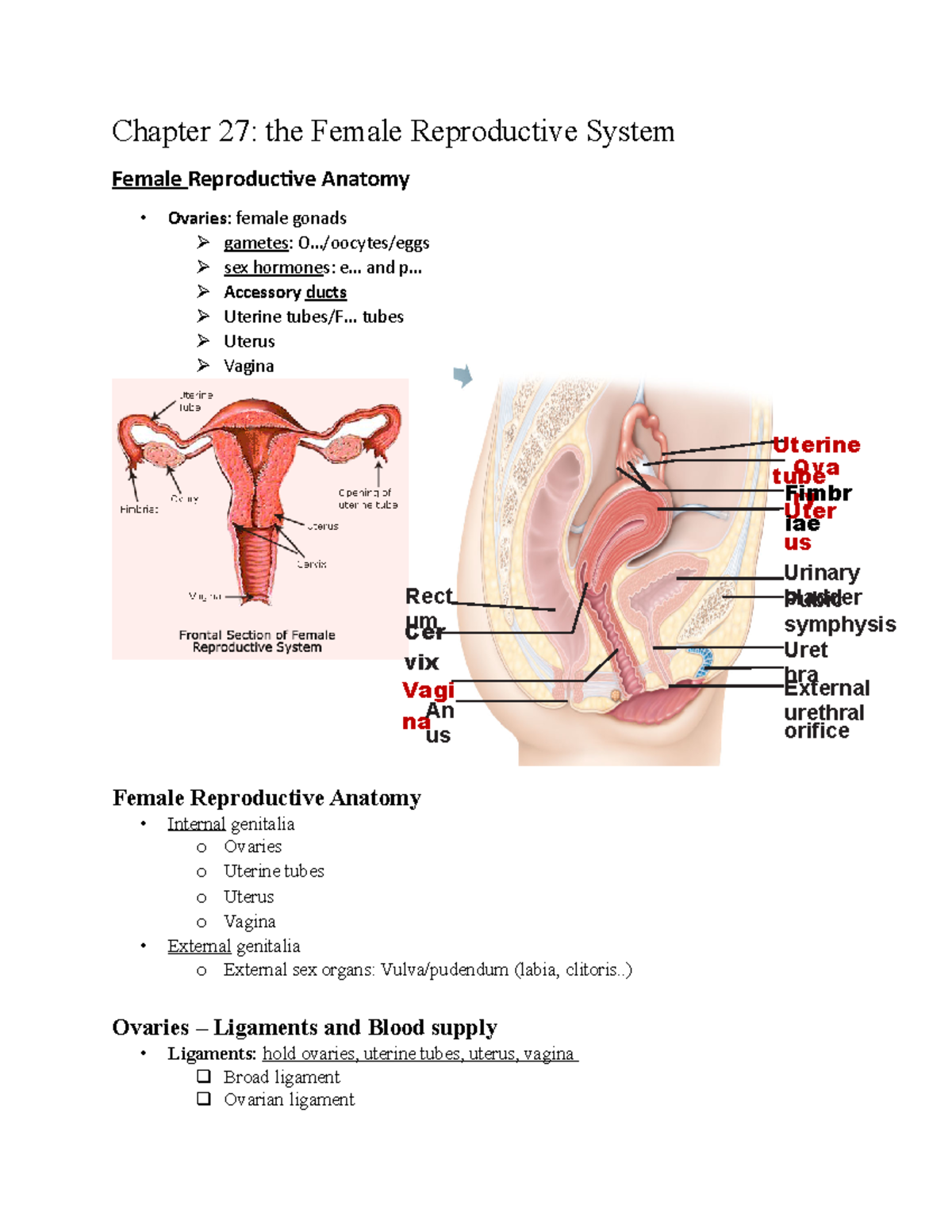 Chapter 27e System the Female Reproduct - Chapter 27: the Female  Reproductive System Female - StuDocu