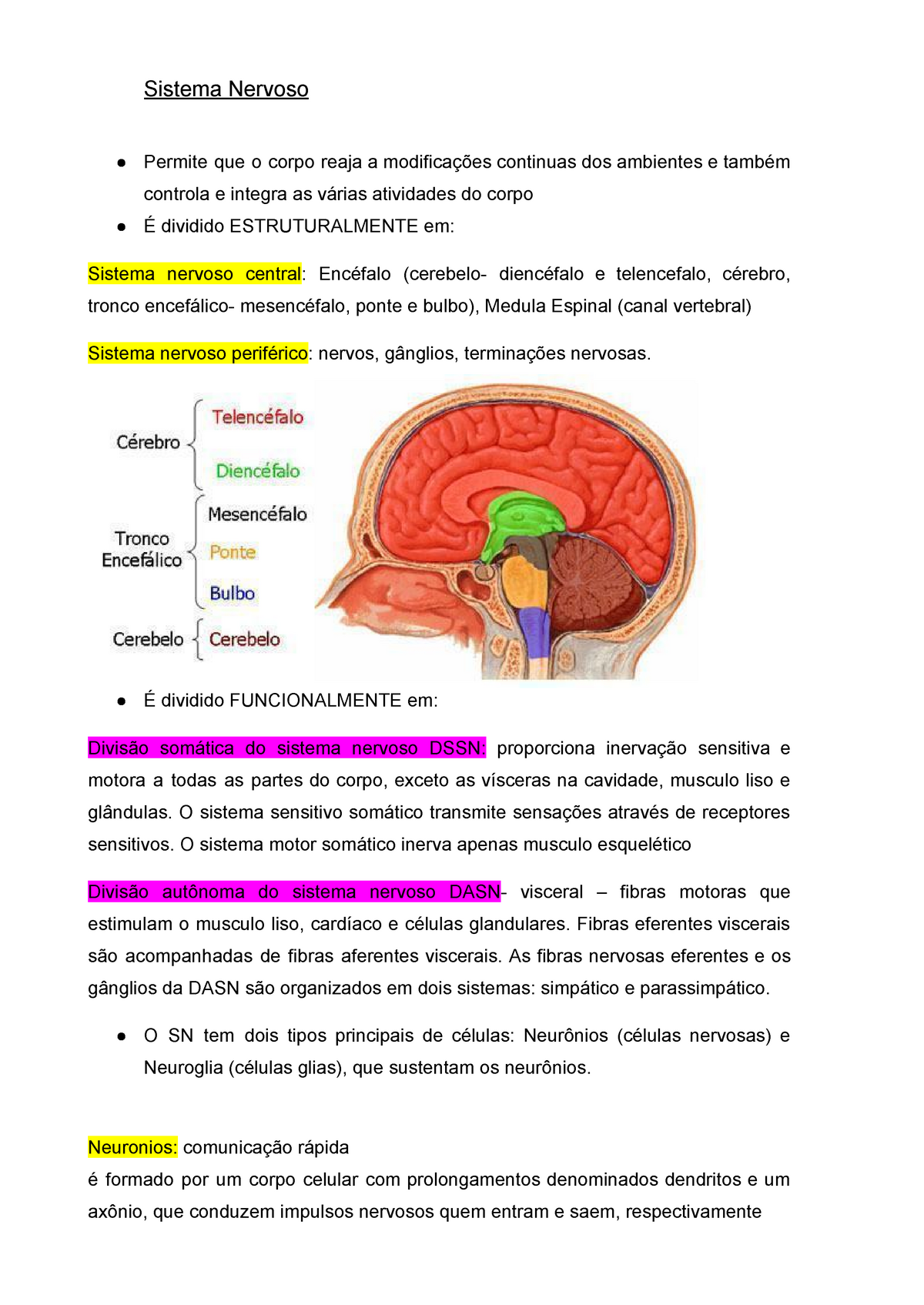 Sistema Nervoso - Primeira Prova - Sistema Nervoso Permite Que O Corpo ...