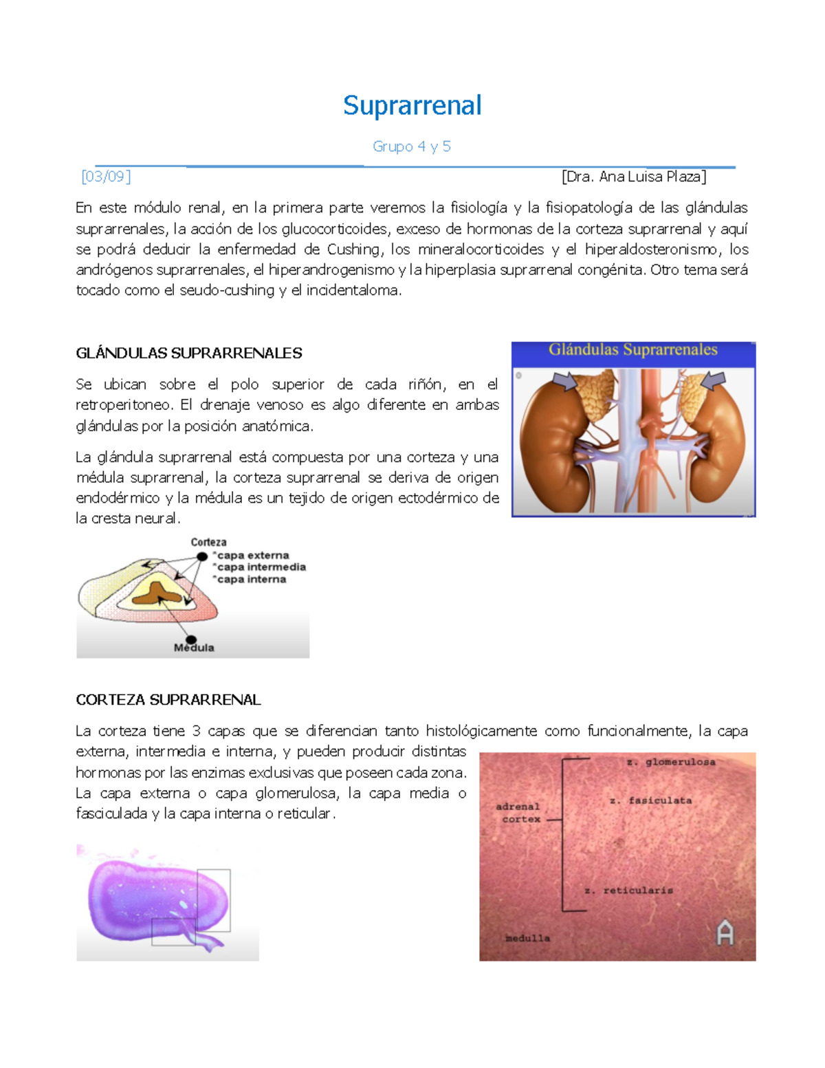 8 Suprarrenal 1 Xelpremiumsrryfd Suprarrenal Grupo 4 Y 5 0309 Dra Ana Luisa Plaza En 4809