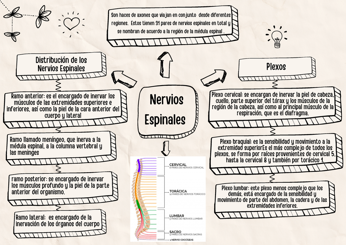 plexo de los nervios espinales