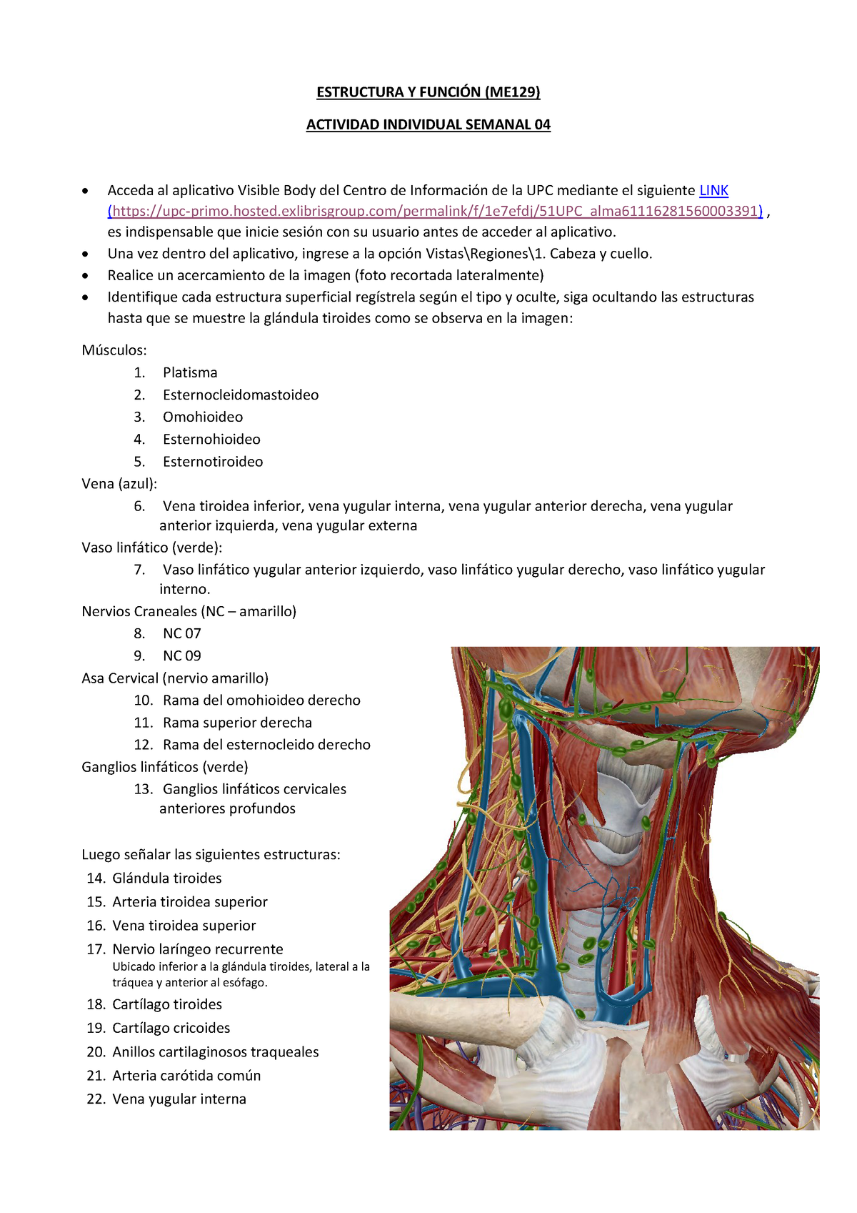 Tarea Semana 4 - ESTRUCTURA Y FUNCI”N (ME129) ACTIVIDAD INDIVIDUAL ...