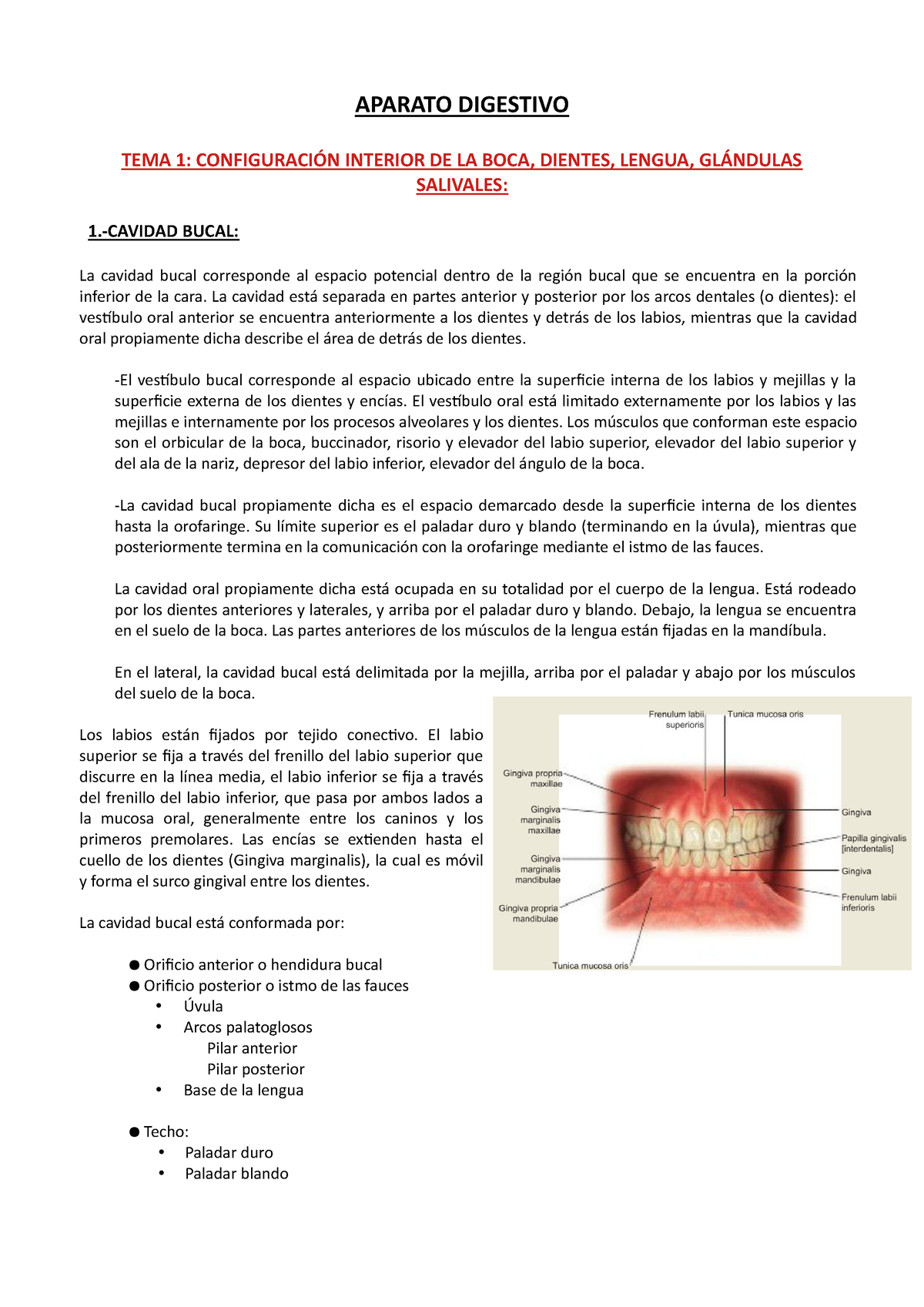 Tema 1 De Anatomía - Cavidad Bucal - APARATO DIGESTIVO TEMA 1 ...