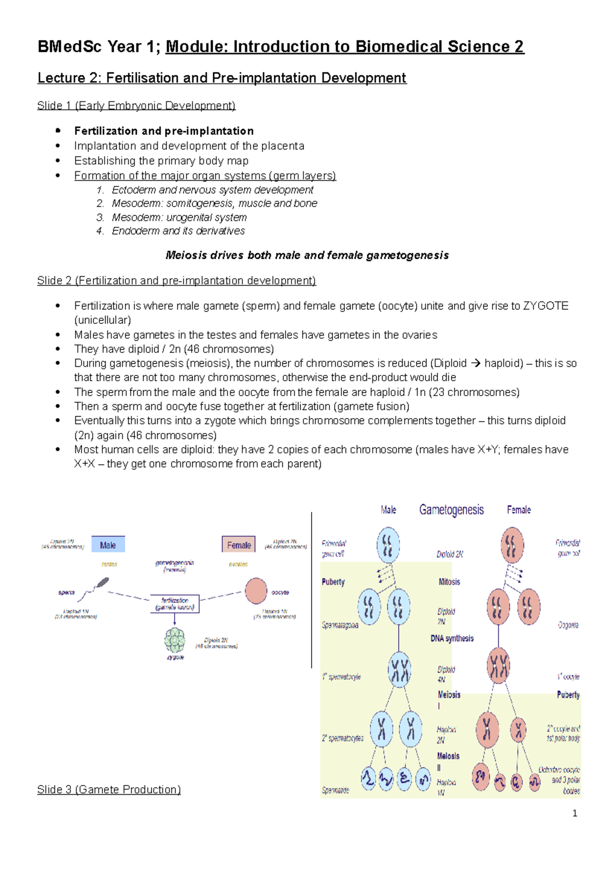 Fertilisation and Pre - Implantation Development - Lecture notes ...