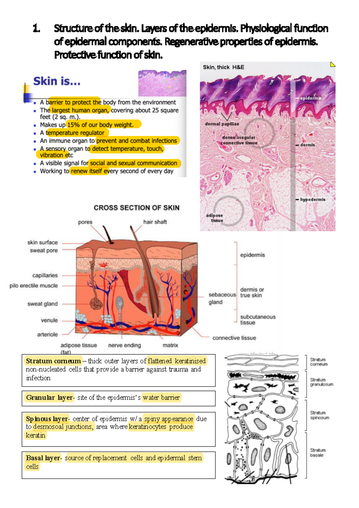 Final Derma ALL Topics- synopsis notes - 1. Structure of the skin ...