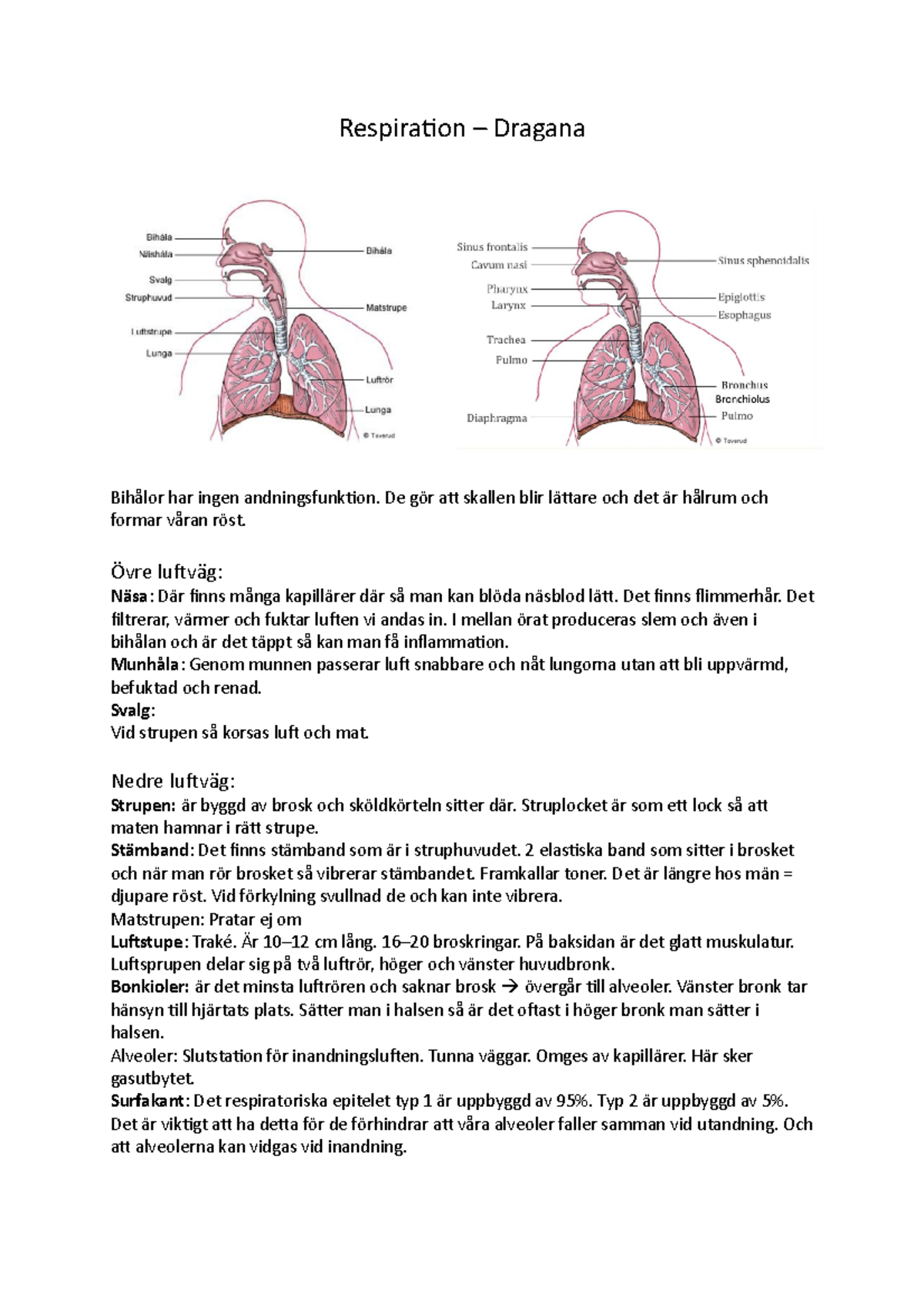 Respiration Sammanfattning Respiration Dragana Bihålor har ingen