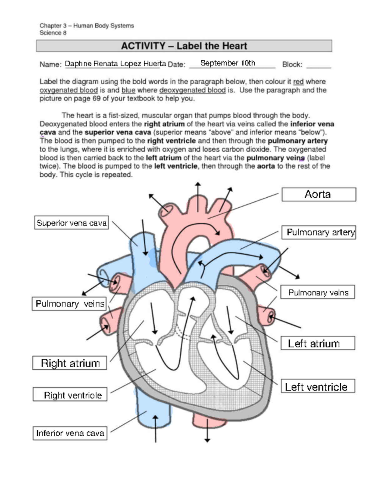 Heart Anatomy - Anatomía del corazón en ingles - Estructura y función ...