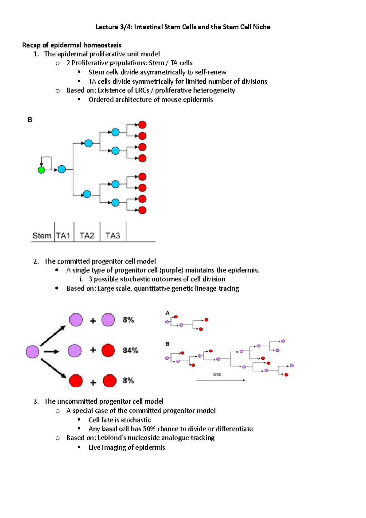 Stem Cells L2 - Doupe - Lecture notes and revision material - Lecture 3 ...