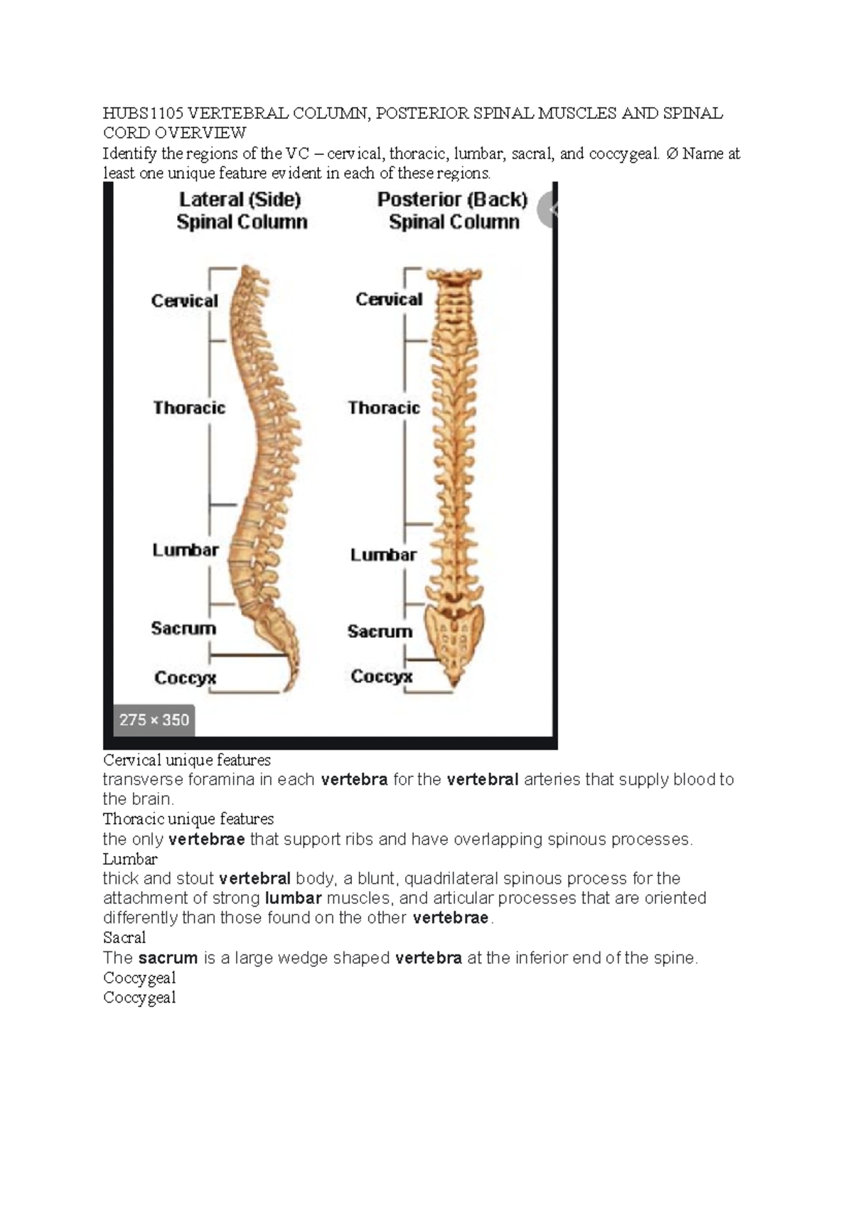 HUBS1105 Vertebral Column - HUBS1105 VERTEBRAL COLUMN, POSTERIOR SPINAL ...