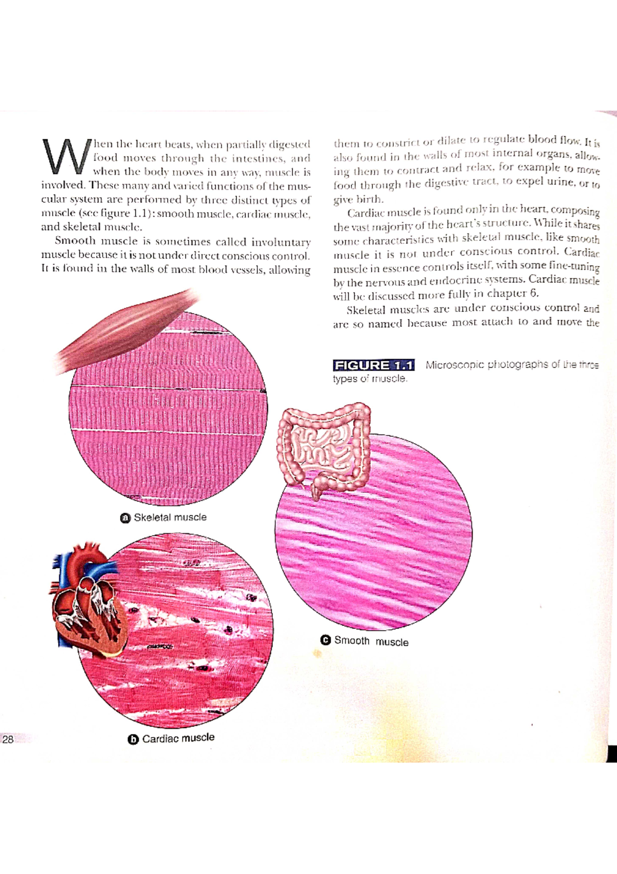 Functional anatomy of skeletal muscle - Humman Antomy And physiology ...