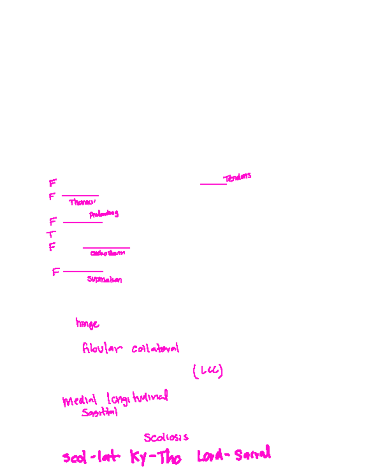 Exam+2+review+%282%29 - HHP11000001 - Tendons F - F Thoracks ...