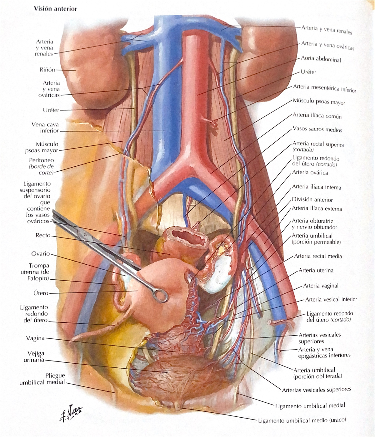 Documento escaneado 2 - netter - Anatomia II - Studocu