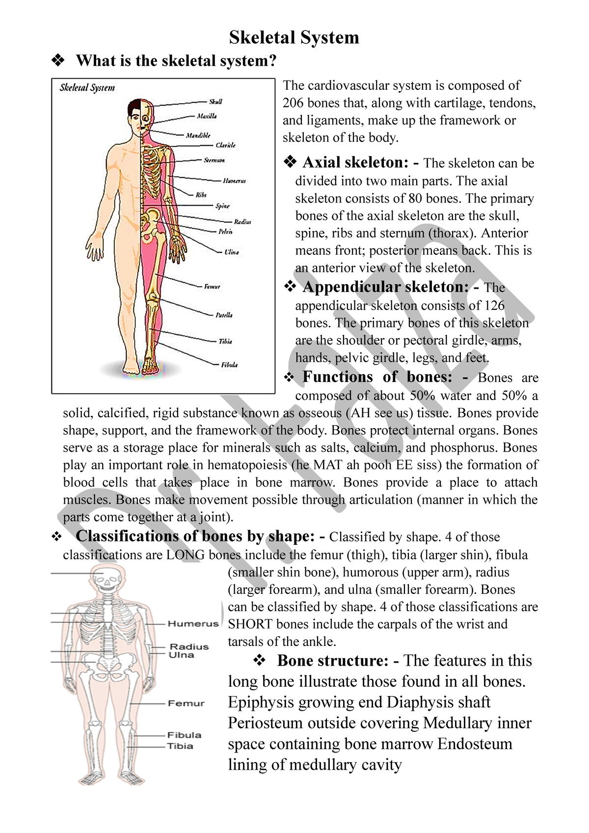 What is the skeletal system - Axial skeleton: - The skeleton can be ...