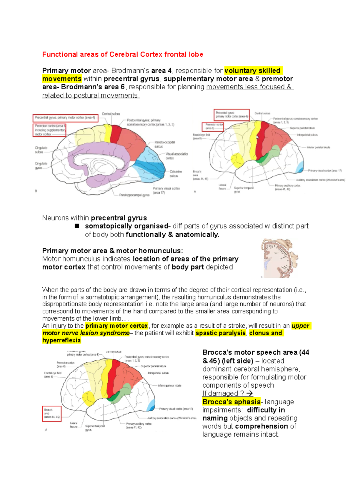 Functional Areas Of Cerebral Cortex Frontal Lobe - Primary Motor Area 