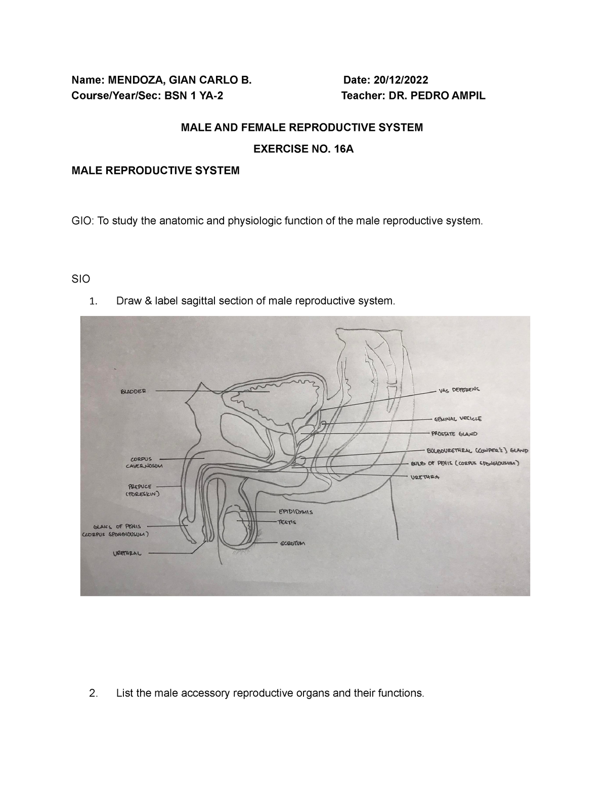 Exercise LAB 17 (MALE AND Female Reproductive - Name: MENDOZA, GIAN ...