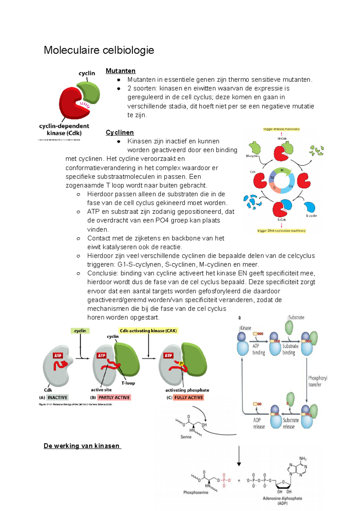 Samenvatting - Samenvatting Moleculaire Celbiologie - Moleculaire ...