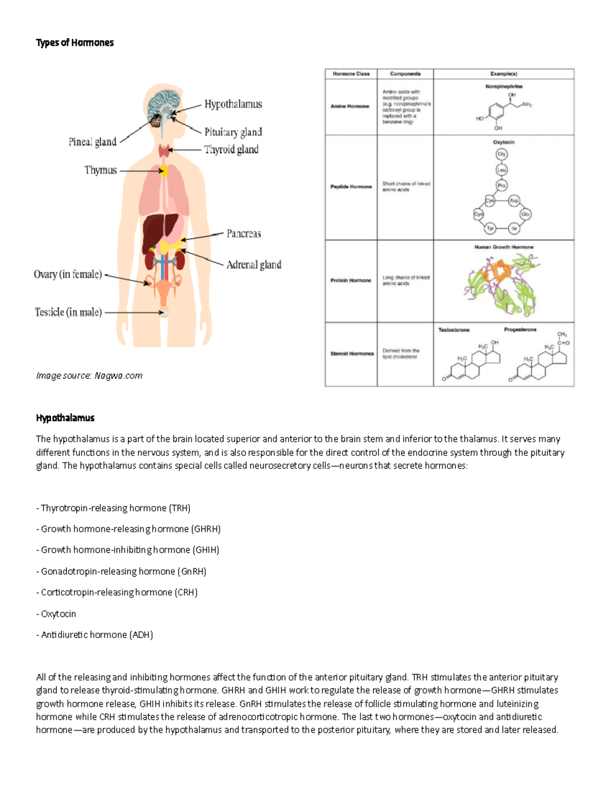 Hormones - notes - Types of Hormones Image source: Nagwa Hypothalamus ...