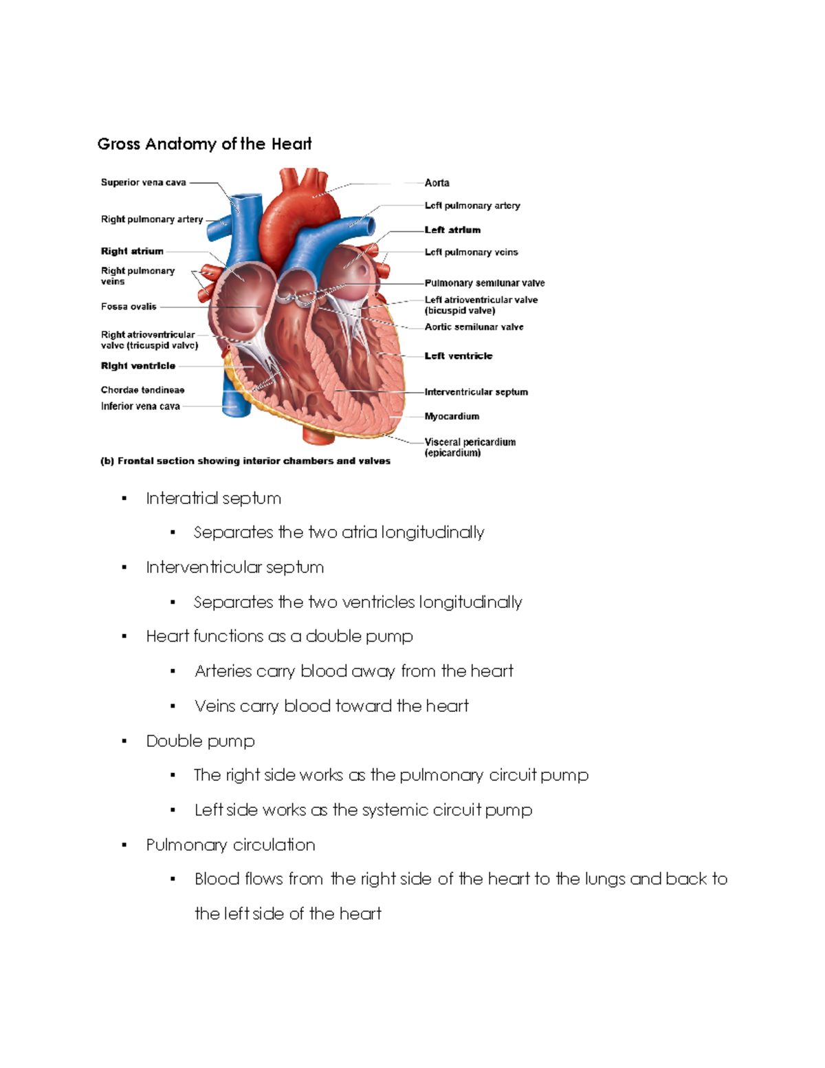 Gross Anatomy of the Heart 1. Atrioventricular (AV) valves —between