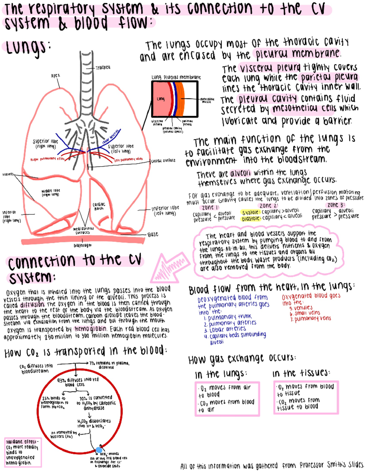 Respiratory System Study Infographic - BIOL 163 - Studocu