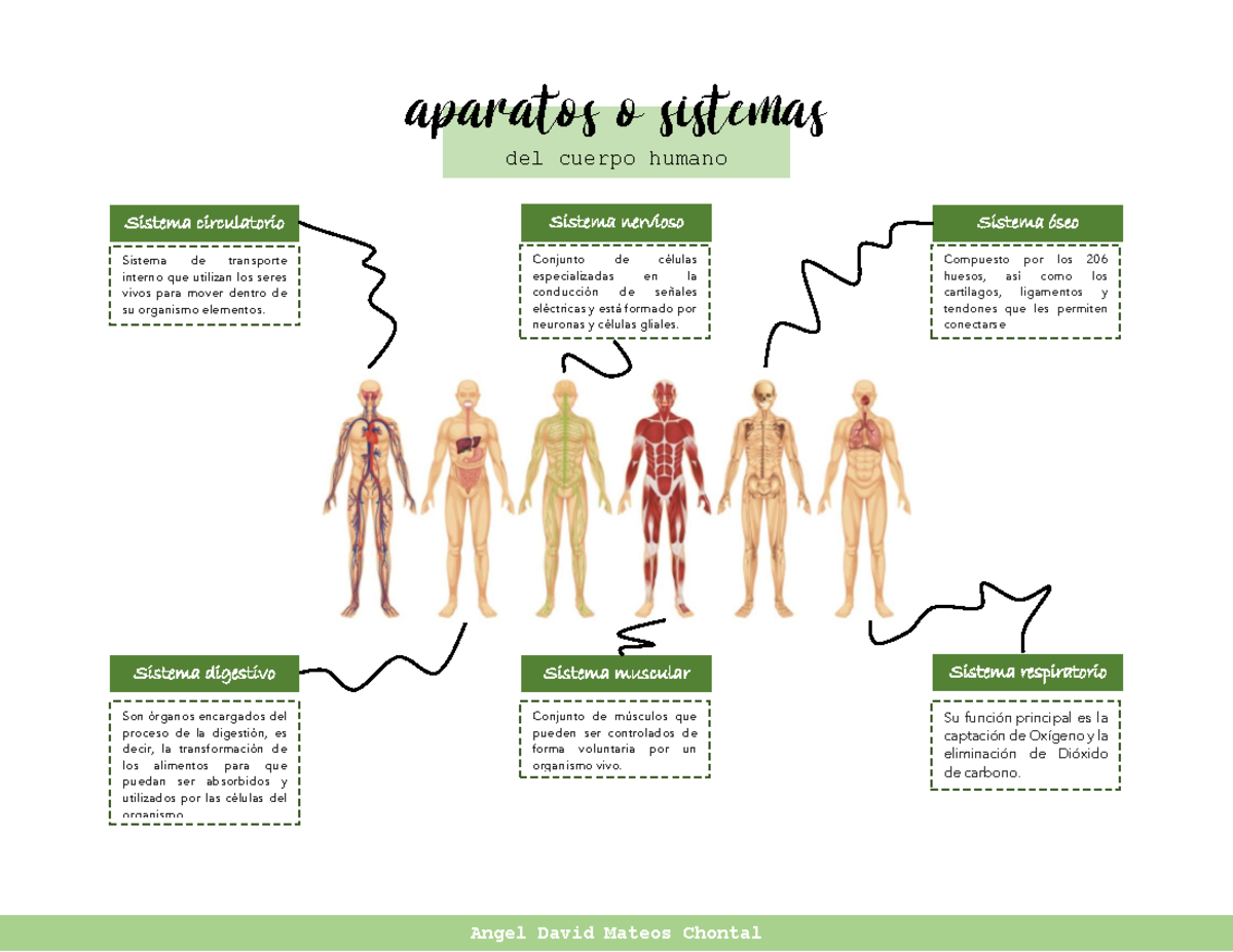 Aparatos Y Sistemas Del Cuerpo Humano - Anatomía Humana I - UV - Studocu