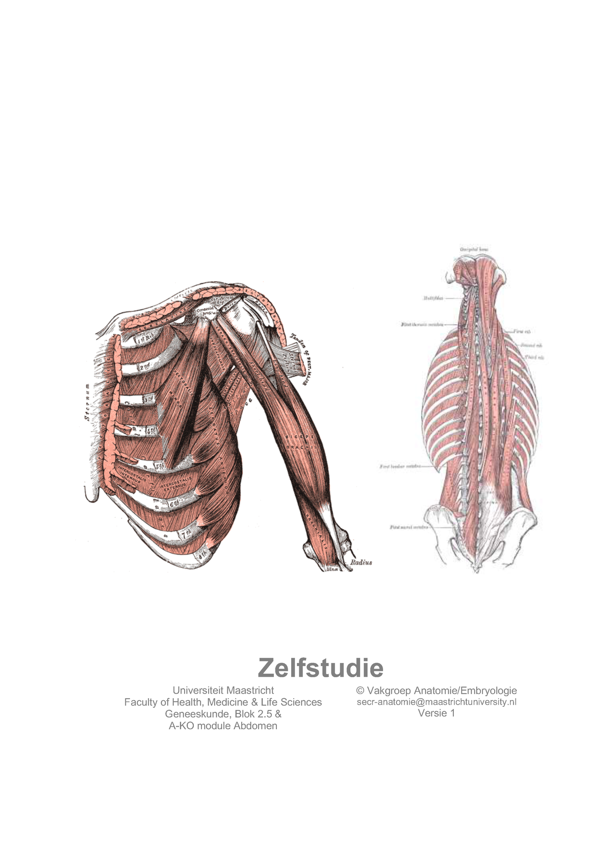 Zelfstudie Macro Rug En Schoudergordel Student - Zelfstudie ...