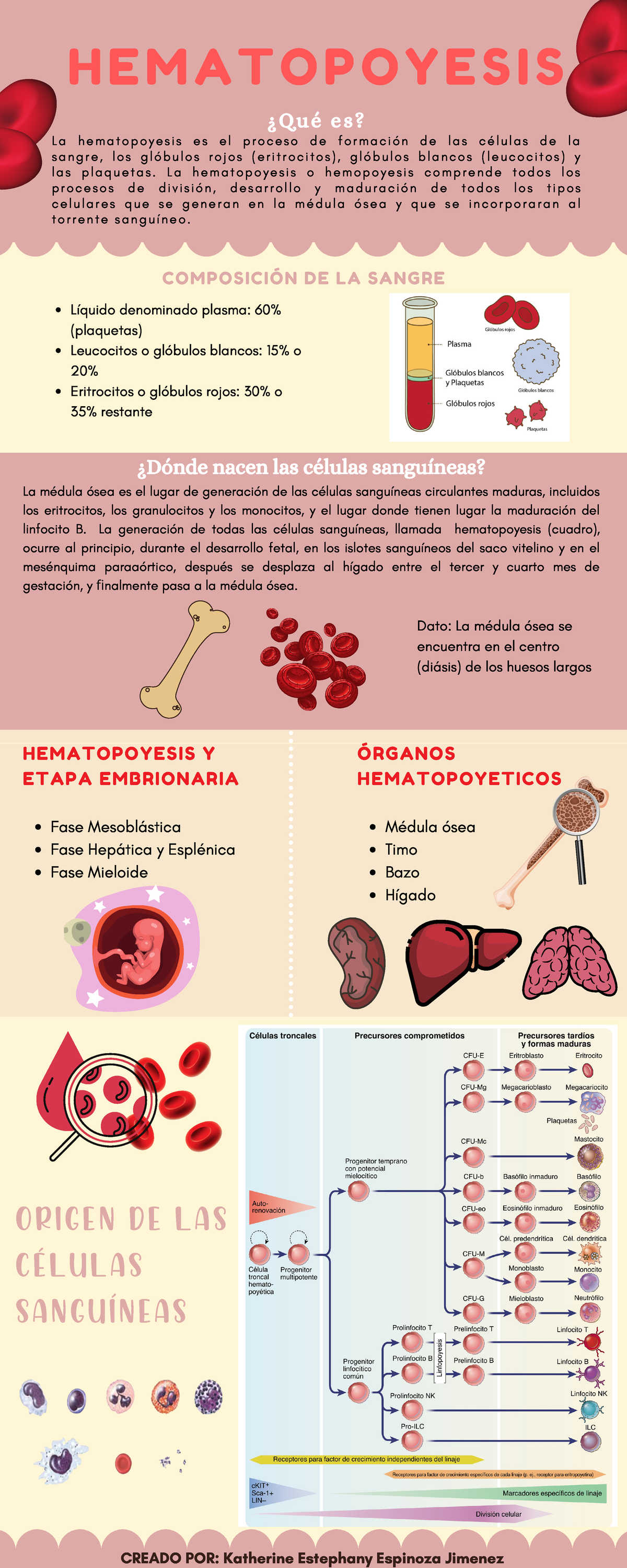 Infografía DE Hematopoyesis - ORIGEN DE LAS CÉLULAS SANGUÍNEAS H E M A ...